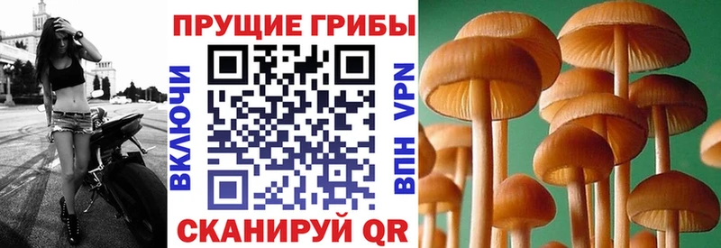 где продают   Нефтегорск  Псилоцибиновые грибы Cubensis 